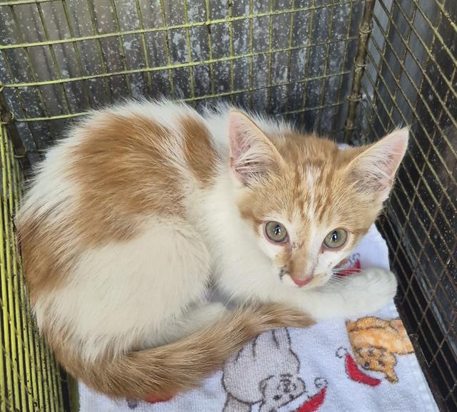 Shelter Stray Male Cat last seen LE BLANC, 4710 TX-151, San Antonio, TX 78227, USA