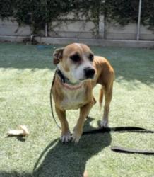 Shelter Stray Female Dog last seen , 1850 W 60th St, Los Angeles, CA 90047, USA