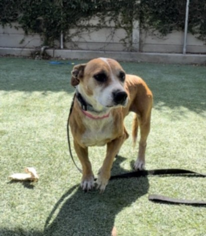 Shelter Stray Female Dog last seen , 1850 W 60th St, Los Angeles, CA 90047, USA