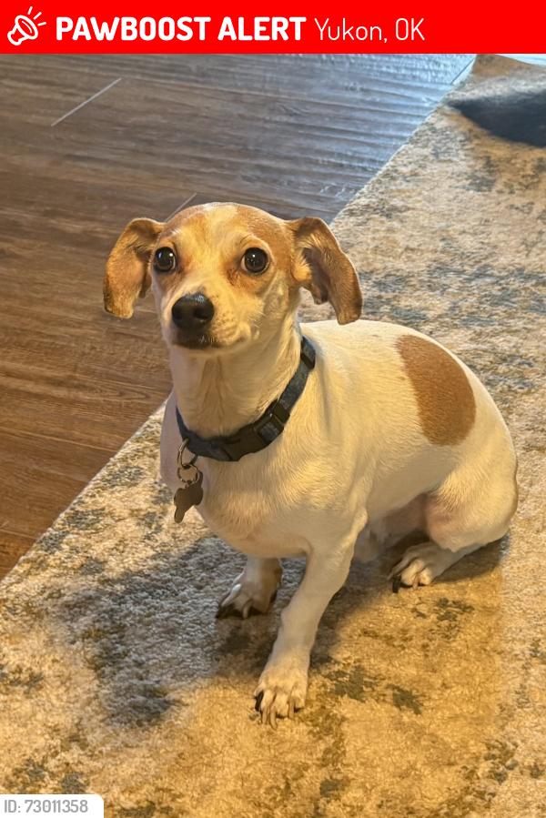Lost Male Dog last seen SW 15 and Morgan Rd., Yukon, OK 73099