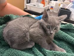 Shelter Stray Male Cat last seen Near BLOCK EAGLE ALAMEDA / YARD, 1590 Fortmann Way, Alameda, CA 94501, USA