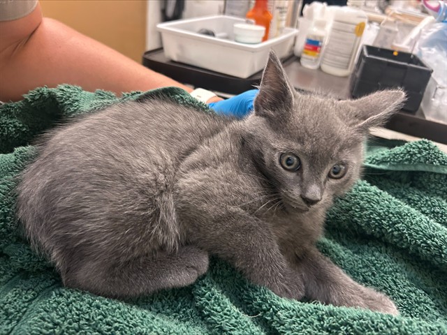 Shelter Stray Male Cat last seen Near BLOCK EAGLE ALAMEDA / YARD, 1590 Fortmann Way, Alameda, CA 94501, USA