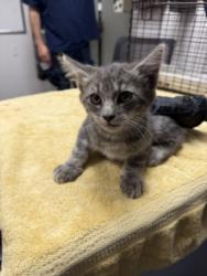 Shelter Stray Male Cat last seen , 14409 Vanowen St, Van Nuys, CA 91405, USA