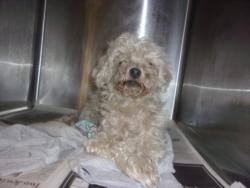 Shelter Stray Female Dog last seen , 14409 Vanowen St, Van Nuys, CA 91405, USA