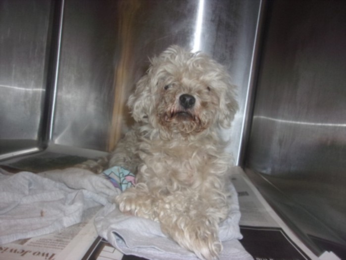 Shelter Stray Female Dog last seen , 14409 Vanowen St, Van Nuys, CA 91405, USA