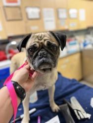 Shelter Stray Female Dog last seen Near BLOCK MADISON ST, RIVERSIDE, CA, 6851 Van Buren Boulevard, Jurupa Valley, CA 92509, USA