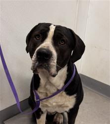 Shelter Stray Male Dog last seen Near BLOCK DEBBY LN, HEMET, CA, San Jacinto, CA 92582, USA