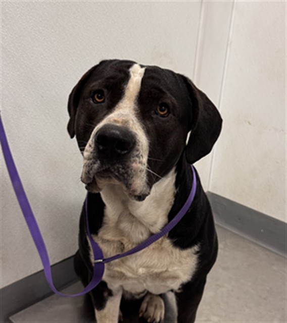 Shelter Stray Male Dog last seen Near BLOCK DEBBY LN, HEMET, CA, San Jacinto, CA 92582, USA