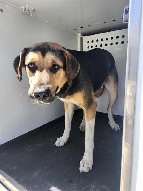 Shelter Stray Male Dog last seen Near BLK SAMUELSON ST,BAKERSFIELD,CA, 201 S Mt Vernon Ave, Bakersfield, CA 93307, USA
