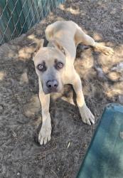 Shelter Stray Male Dog last seen FRISBEE PARK, 333 Chandler Pl, San Bernardino, CA 92408, USA