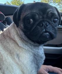Shelter Stray Female Dog last seen OLEANDER AREA, BAKERSFIELD, CA, 201 S Mt Vernon Ave, Bakersfield, CA 93307, USA