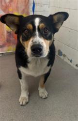 Shelter Stray Male Dog last seen Near BLOCK SIERRA AVE., 333 Chandler Pl, San Bernardino, CA 92408, USA
