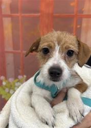 Shelter Stray Female Dog last seen Near BLOCK N RANCHO AVE, 333 Chandler Pl, San Bernardino, CA 92408, USA