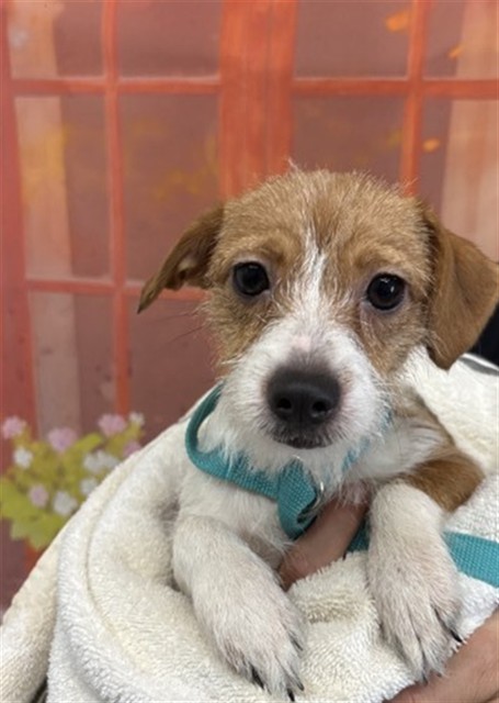 Shelter Stray Female Dog last seen Near BLOCK N RANCHO AVE, 333 Chandler Pl, San Bernardino, CA 92408, USA