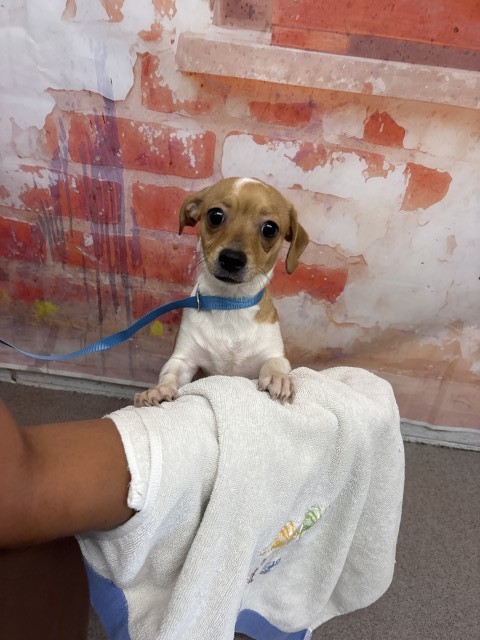 Shelter Stray Male Dog last seen Near BLOCK N RANCHO AVE, 333 Chandler Pl, San Bernardino, CA 92408, USA