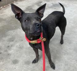 Shelter Stray Female Dog last seen , 4000 N Silverbell Rd, Tucson, AZ 85745, USA
