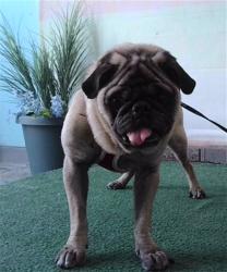 Shelter Stray Male Dog last seen , 4275 Elton St, Baldwin Park, CA 91706, USA