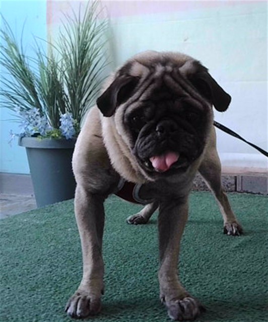 Shelter Stray Male Dog last seen , 4275 Elton St, Baldwin Park, CA 91706, USA