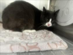 Shelter Stray Male Cat last seen , 3201 Lacy St, Los Angeles, CA 90031, USA
