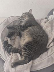 Reunited Male Cat last seen Dakota & Forestiere, Fresno, CA 93722
