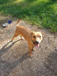 Reunited Male Dog last seen Clements Dr & Cartman Dr, Durham, NC 27704