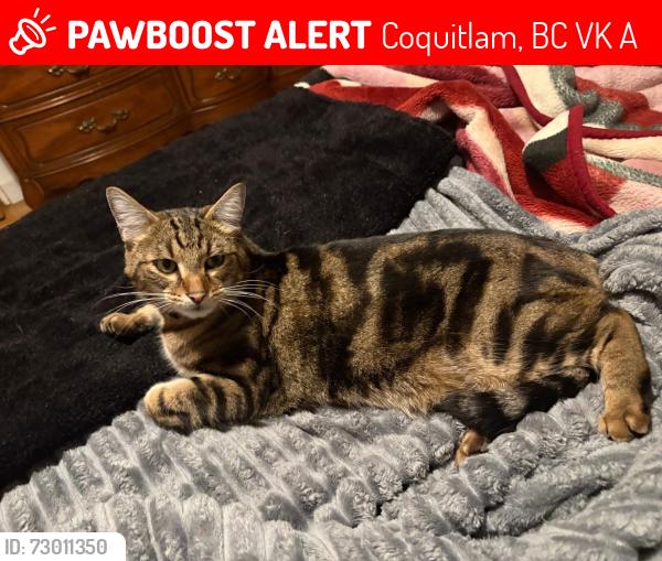 Lost Male Cat last seen Wildwood Mobile Home Park, between Lougheed and Brunette , Coquitlam, BC V3K 5A9