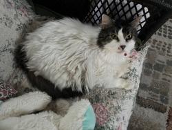 Lost Female Cat last seen Seminola blvd , Casselberry, FL 32707