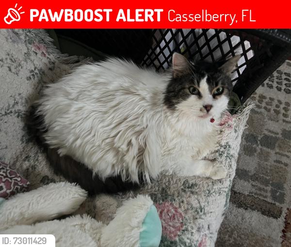 Lost Female Cat last seen Seminola blvd , Casselberry, FL 32707