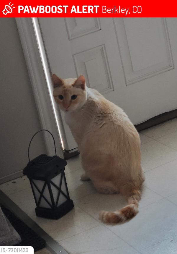 Lost Male Cat last seen 62nd and Federal, Berkley, CO 80221