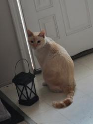 Lost Male Cat last seen 62nd and Federal, Berkley, CO 80221
