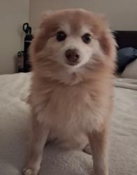 Lost Male Dog last seen Near town E Blvd, Mesquite, TX 75150