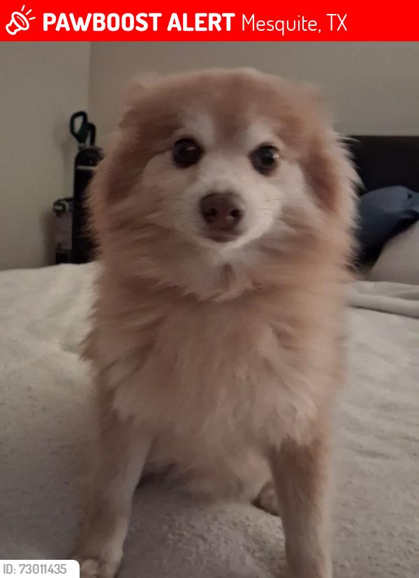 Lost Male Dog last seen Near town E Blvd, Mesquite, TX 75150