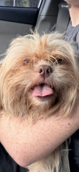 Lost Unknown Dog last seen Near Cleveland’s heights blvd , Lakeland, FL 33803