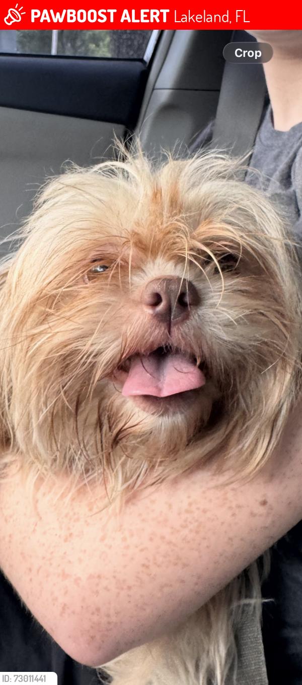 Lost Unknown Dog last seen Near Cleveland’s heights blvd , Lakeland, FL 33803