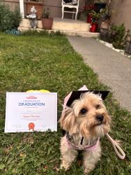 Reunited Female Dog last seen Amador St, Vallejo, CA 94590, USA, Vallejo, CA 94590