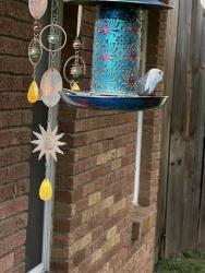 Found/Stray Unknown Bird last seen Bilglade and Stadium, Fort Worth, TX 76133