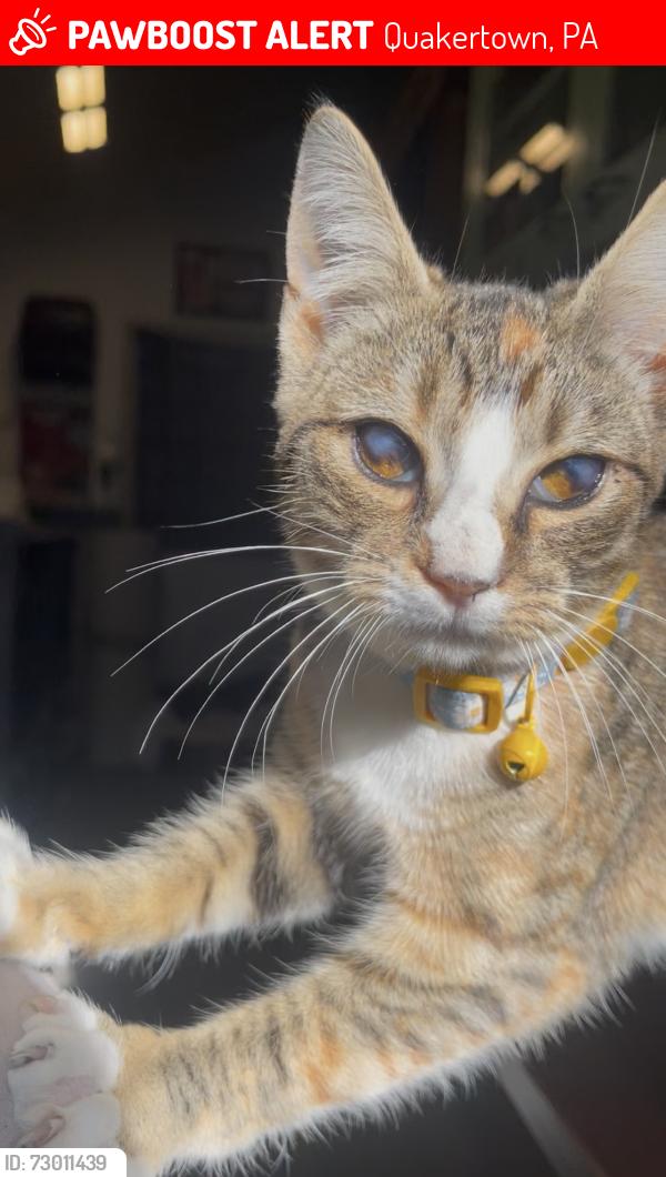 Lost Female Cat last seen Us gas, 457 East broad street, and Franklin st, Quakertown, PA 18951