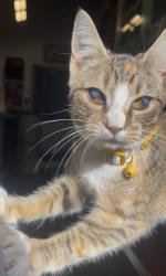 Lost Female Cat last seen Us gas, 457 East broad street, and Franklin st, Quakertown, PA 18951
