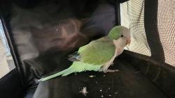 Found/Stray Unknown Bird last seen HENSON COURT & E. MITCHELL HAMMOCK RD, Oviedo, FL 32765