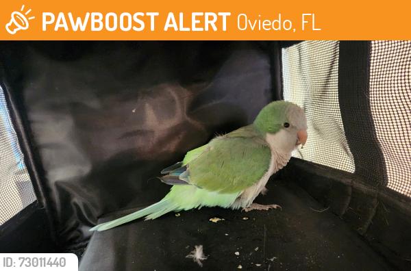 Found/Stray Unknown Bird last seen HENSON COURT & E. MITCHELL HAMMOCK RD, Oviedo, FL 32765