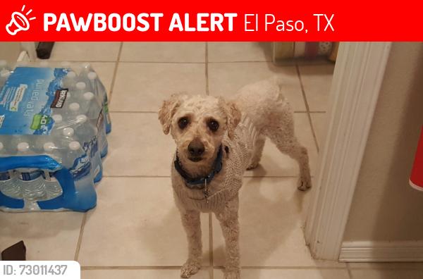 Lost Male Dog last seen Albumb & Yarbrough, El Paso, TX 79925