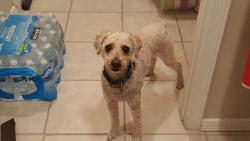 Lost Male Dog last seen Albumb & Yarbrough, El Paso, TX 79925