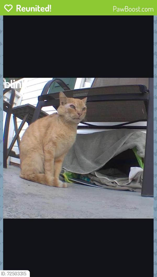 Reunited Male Cat last seen Off Buffalo lakes road across from Food Lion , Barbecue, NC 27332