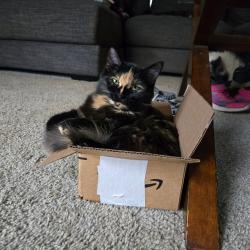 Lost Female Cat last seen Fairmount Elementary School, Fairmount, GA 30139