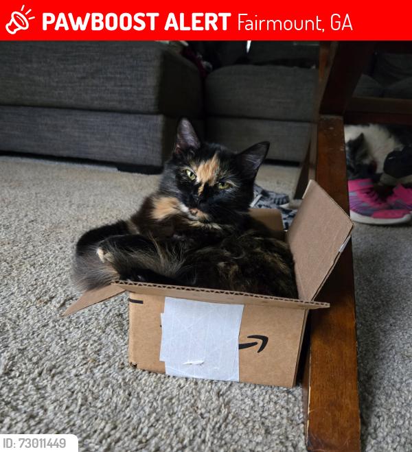Lost Female Cat last seen Fairmount Elementary School, Fairmount, GA 30139