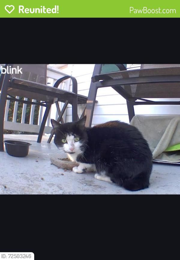 Reunited Unknown Cat last seen Off Buffalo lakes road across from Food Lion , Barbecue, NC 27332