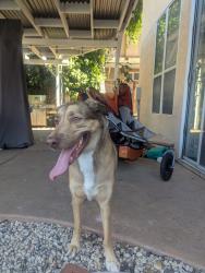 Reunited Male Dog last seen Barret Drive & Ashland Drive , Roseville, CA 95661