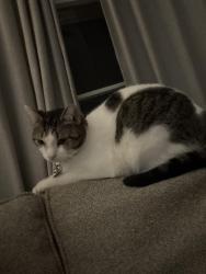 Lost Female Cat last seen Logan Ave, Bellevue East High School, Bellevue, NE 68005
