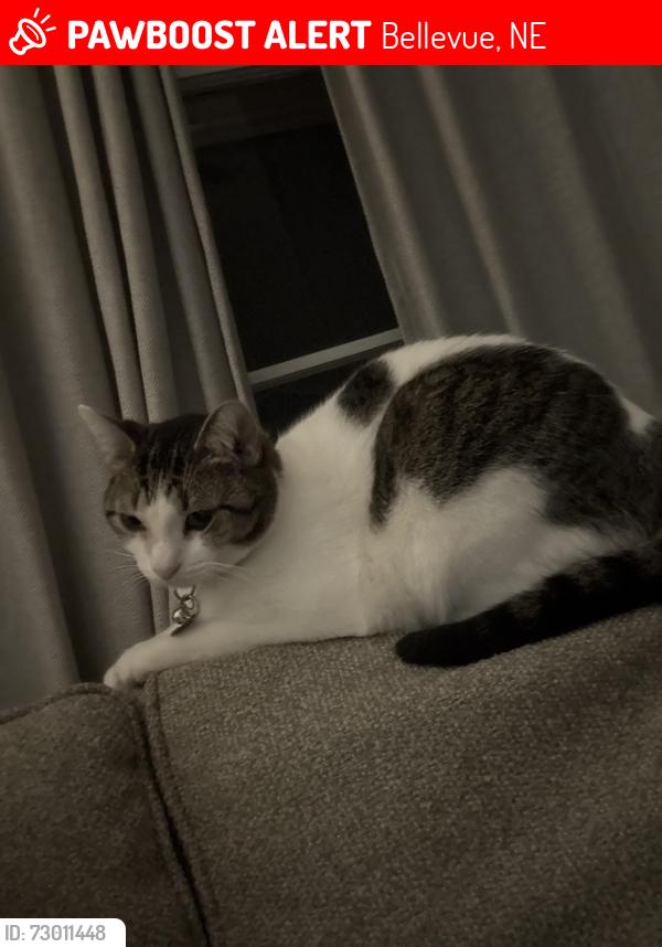 Lost Female Cat last seen Logan Ave, Bellevue East High School, Bellevue, NE 68005