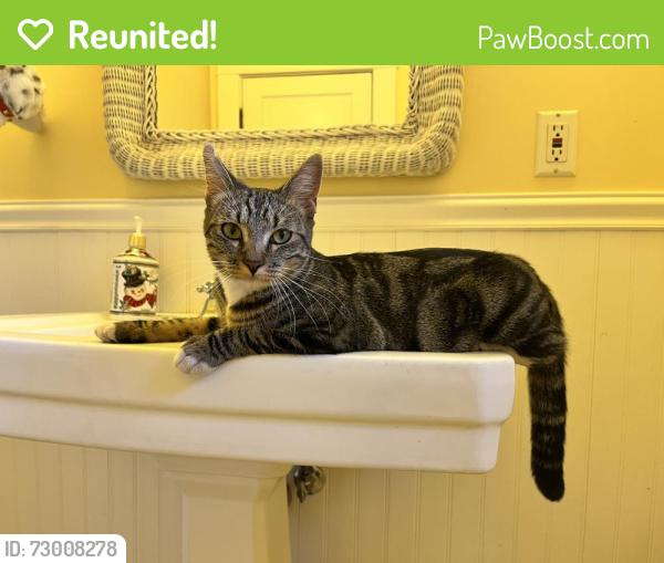 Reunited Female Cat last seen Garfield Ave. and Washington Blvd. , Pasadena, CA 91104